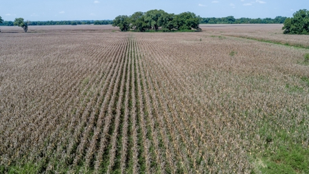 388 Acres Falls County – Located on CR 202 near Highbank - image 4