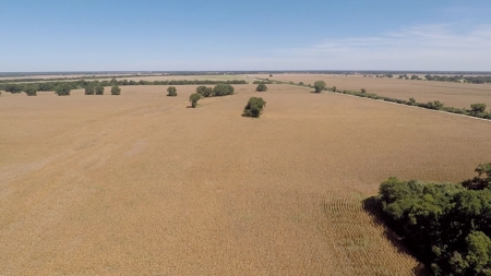 388 Acres Falls County – Located on CR 202 near Highbank - image 1