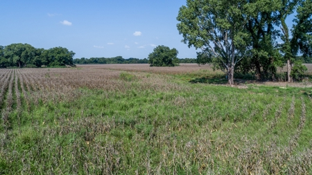 388 Acres Falls County – Located on CR 202 near Highbank - image 3