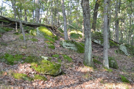Flying J Ranch - Phenomenal Hunting Land - image 20