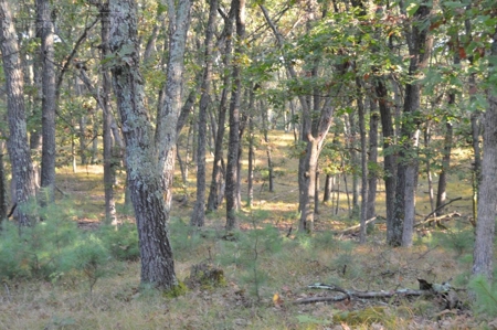 Flying J Ranch - Phenomenal Hunting Land - image 17