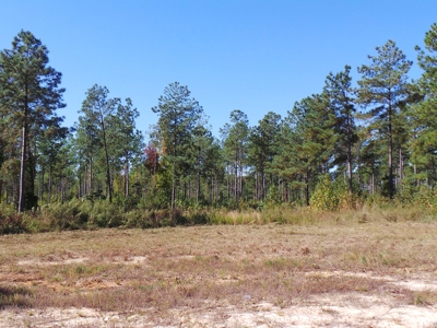 Lakefront Farm Auction Kerr Lake - image 4