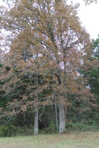 Selling 77 Acre Cattle Farm and Home in 10 Tracts @ Auction - image 21