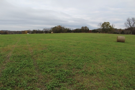 Selling 77 Acre Cattle Farm and Home in 10 Tracts @ Auction - image 9