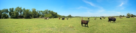 Cattle Ranch on Large Acreage for Sale in Northeast Texas - image 27