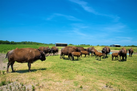 Cattle Ranch on Large Acreage for Sale in Northeast Texas - image 29