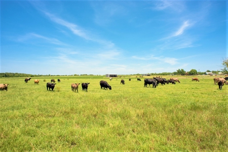 Cattle Ranch on Large Acreage for Sale in Northeast Texas - image 28