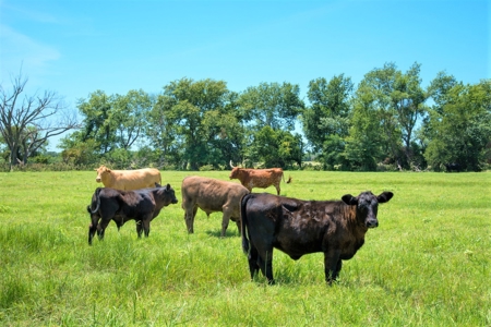 Cattle Ranch on Large Acreage for Sale in Northeast Texas - image 25