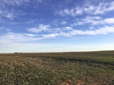 FARM AUCTION near Enid, OK (Farm #2) - image 8