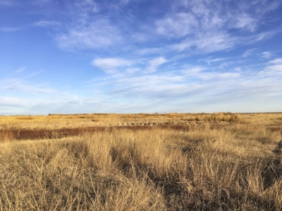 FARM AUCTION near Enid, OK (Farm #2) - image 4