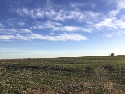 FARM AUCTION near Enid, OK (Farm #2) - image 7