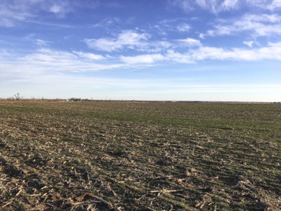 FARM AUCTION near Enid, OK (Farm #2) - image 13