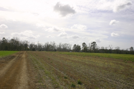 Prime Ga Farmland - Hunting- Brooks Co,. - image 7