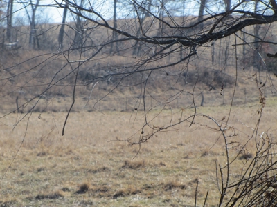 Northern Mo Land Auction, Pasture, Row Crop Land Auction - image 15