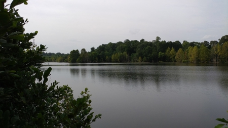 569.4 Acres Tract #15 Summit Chase Farms Auction - image 8