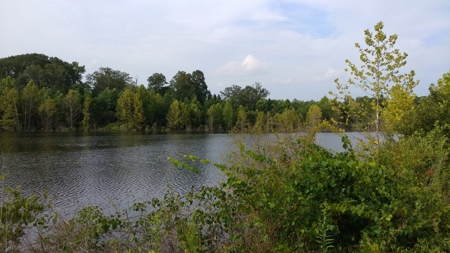 569.4 Acres Tract #15 Summit Chase Farms Auction - image 9