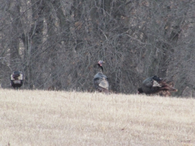Mo Farmland, Hunting, Scotland Co Mo, Income Property - image 35