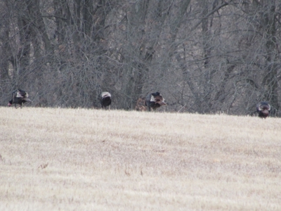 Mo Farmland, Hunting, Scotland Co Mo, Income Property - image 34