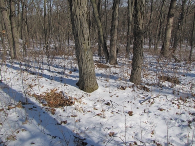 Mo Farmland, Hunting, Scotland Co Mo, Income Property - image 6