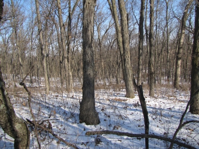 19 Acres Recreational Land For Sale, Land Auction - image 7