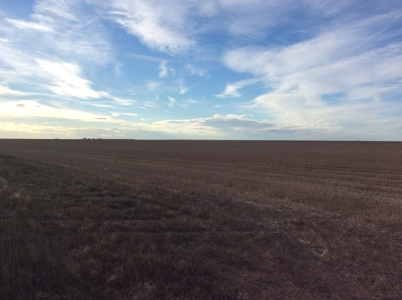 Bette Dolfi Trust Auction - Cheyenne Co. Farmland for Sale - image 4
