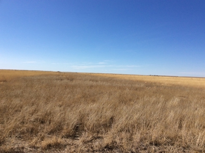Bette Dolfi Trust Auction - Cheyenne County Farmland - image 5