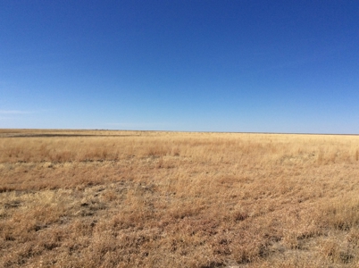 Bette Dolfi Trust Auction - Cheyenne County Farmland - image 4