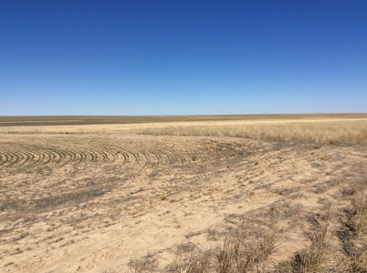 Bette Dolfi Trust Auction - Cheyenne County Farmland - image 5
