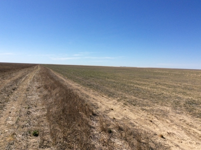 Bette Dolfi Trust Auction - Cheyenne County Farmland - image 2