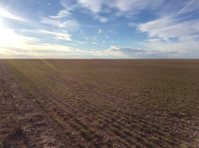 Bette Dolfi Trust Auction - Cheyenne County Farmland - image 17