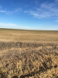Bette Dolfi Trust Auction  - Cheyenne County Farmland - image 4