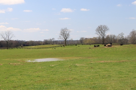 Land Auction,:Cattle Farm, County Home, & Equip At Auction - image 36
