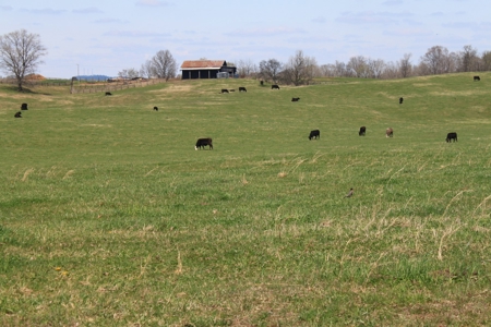 Land Auction,:Cattle Farm, County Home, & Equip At Auction - image 46
