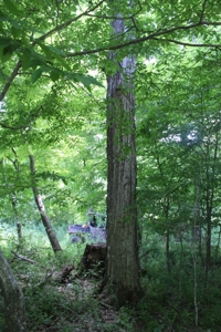 Country Home, Guest House ,Creek Frontage & 34 Acres in KY - image 35