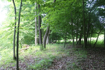 Country Home, Guest House ,Creek Frontage & 34 Acres in KY - image 34