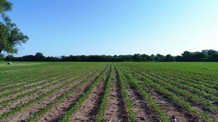 Missouri Cropland Auction   Aug. 2nd, 2018 @ 6:00 p.m. - image 5
