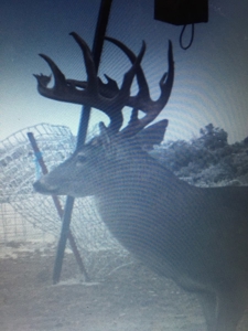 Land For Sale Texas Hunting Property Guthrie King County Tx - image 48