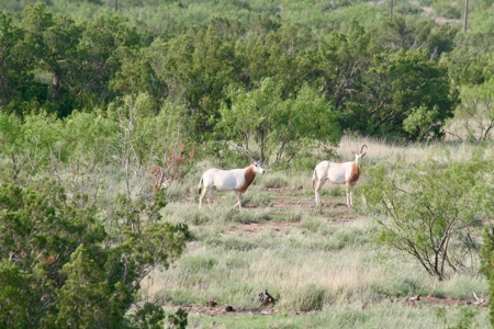 Land For Sale Texas Hunting Property Guthrie King County Tx - image 39