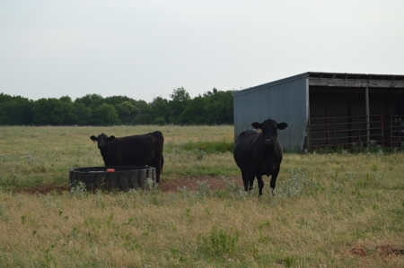 205 Acres with Fishing Lake-Auction 6.24.2018 - image 2