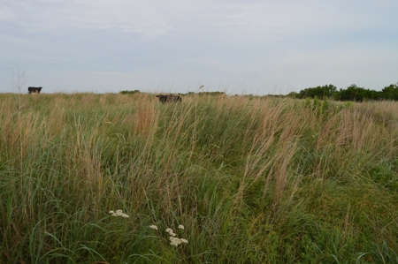205 Acres with Fishing Lake-Auction 6.24.2018 - image 5