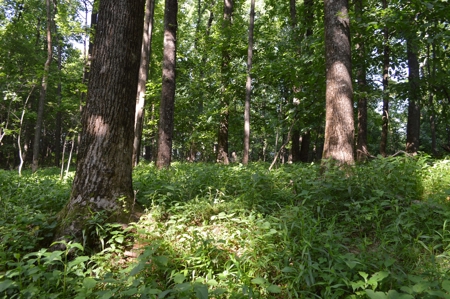Gorgeous Mountain Tract with Potential Views - Road Frontage - image 2
