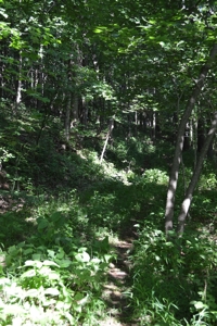 Gorgeous Mountain Tract with Potential Views - Road Frontage - image 13