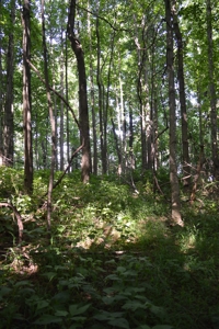 Gorgeous Mountain Tract with Potential Views - Road Frontage - image 6