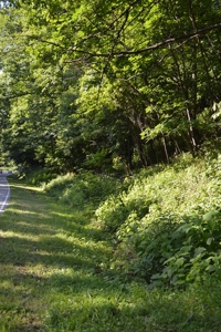 Gorgeous Mountain Tract with Potential Views - Road Frontage - image 16