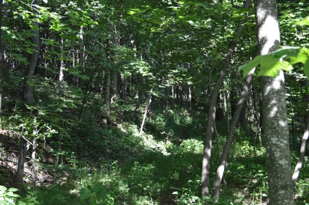 Gorgeous Mountain Tract with Potential Views - Road Frontage - image 14