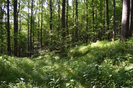 Gorgeous Mountain Tract with Potential Views - Road Frontage - image 1