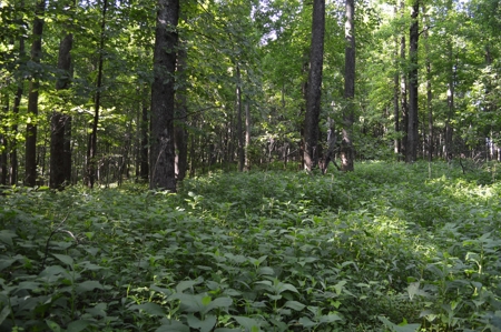Gorgeous Mountain Tract with Potential Views - Road Frontage - image 3
