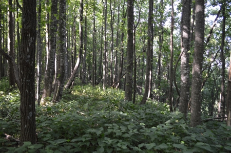 Gorgeous Mountain Tract with Potential Views - Road Frontage - image 10