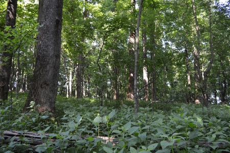 Gorgeous Mountain Tract with Potential Views - Road Frontage - image 4