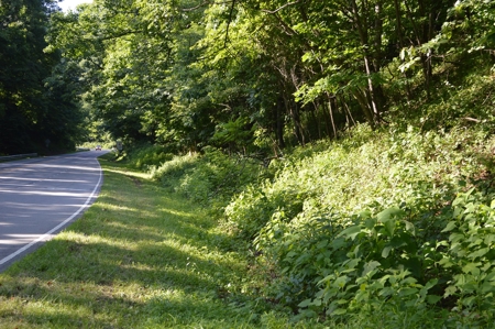 Gorgeous Mountain Tract with Potential Views - Road Frontage - image 15